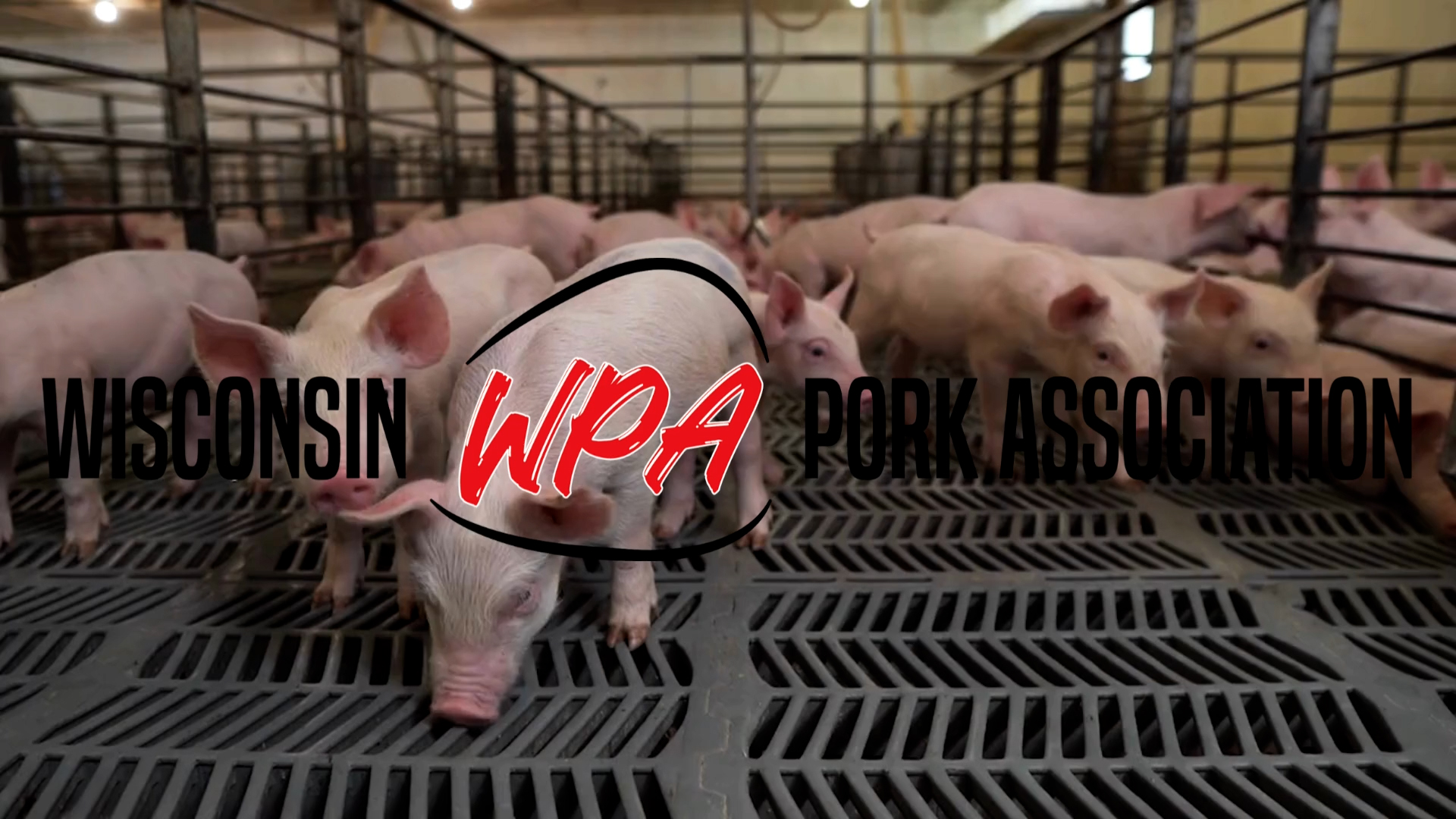 High Quality Pork Producers